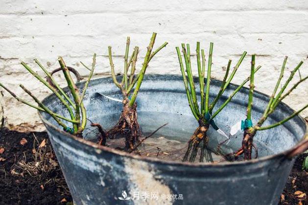 不同品种月季间隔多远种一颗最合适？太稀影响开花效果，太密植株长势不好(图6)
