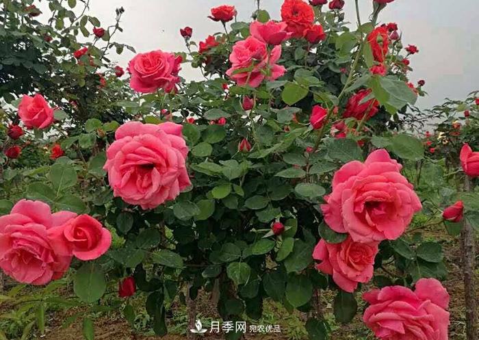 美丽的南阳月季！树状嫁接改变了月季的命运(图1)