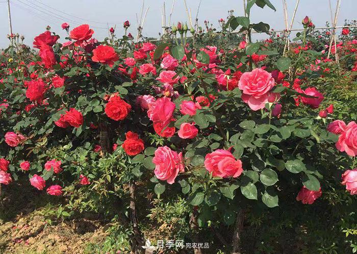 美丽的南阳月季！树状嫁接改变了月季的命运(图2)