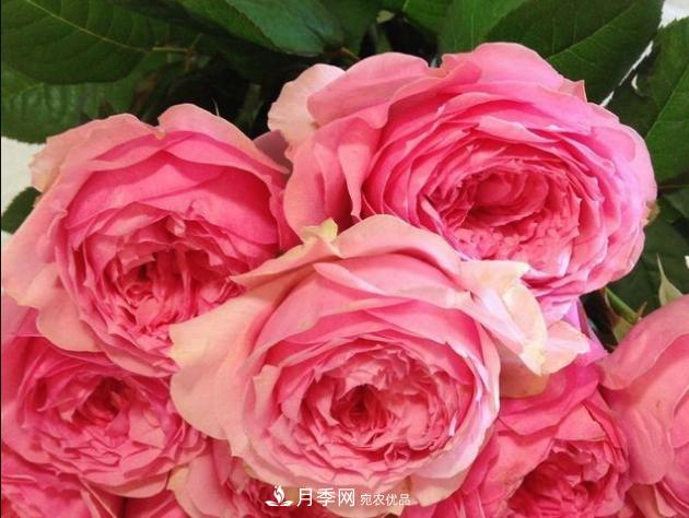 月季为什么老是死掉养不活?十大护身符赶紧拿走用(图2) 月季为什么老是死掉养不活?十大护身符赶紧拿走用(图2)