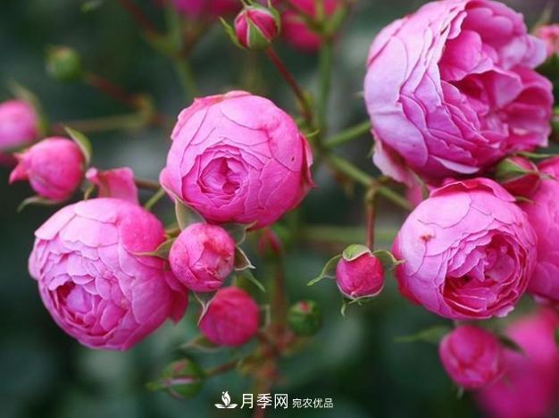 月季为什么老是死掉养不活?十大护身符赶紧拿走用(图5) 月季为什么老是死掉养不活?十大护身符赶紧拿走用(图5)