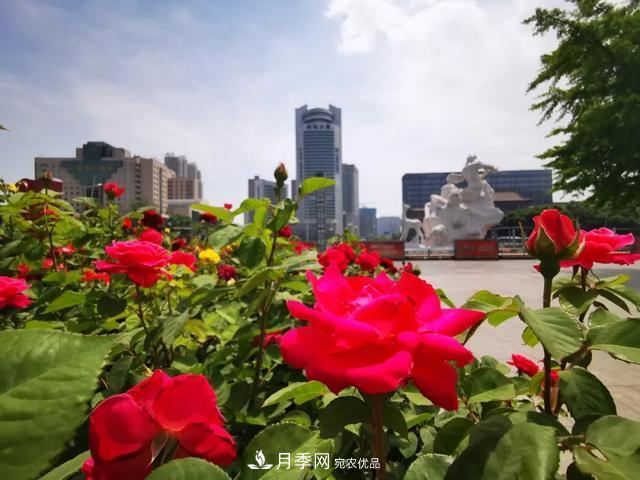 太原种植百万株月季花卉，打造玫瑰浪漫之都(图1)