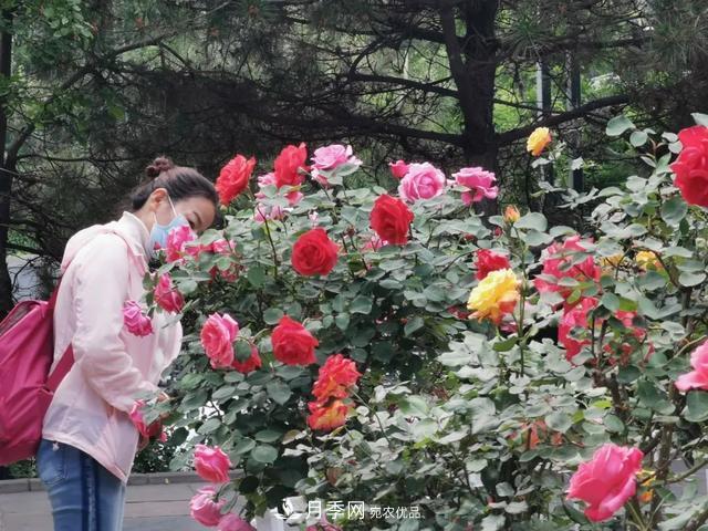 太原种植百万株月季花卉，打造玫瑰浪漫之都(图2)