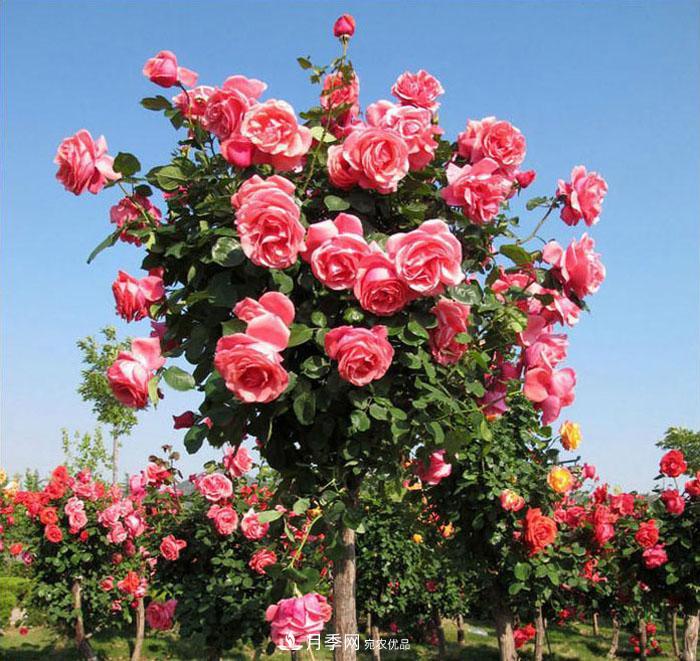 怎么养好月季树？做好这几点，开花朵朵不倒伏值得拥有(图3)