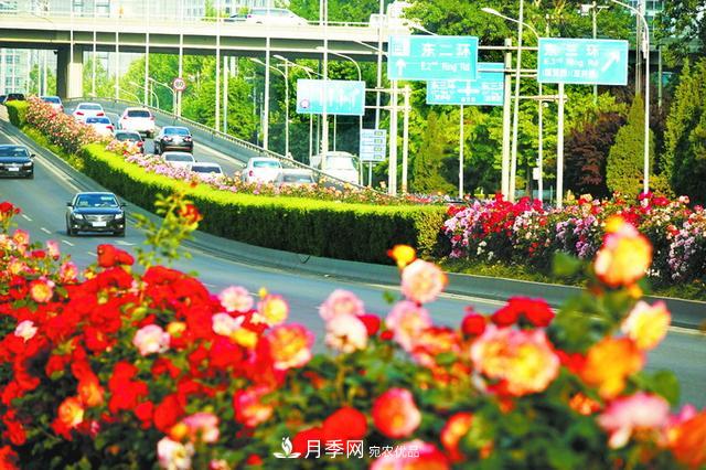 北京月季惊艳！250公里月季项链环绕京城(图1)
