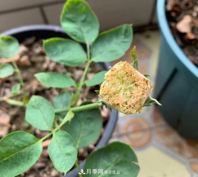 夏天月季需要遮阴吗？(图1)