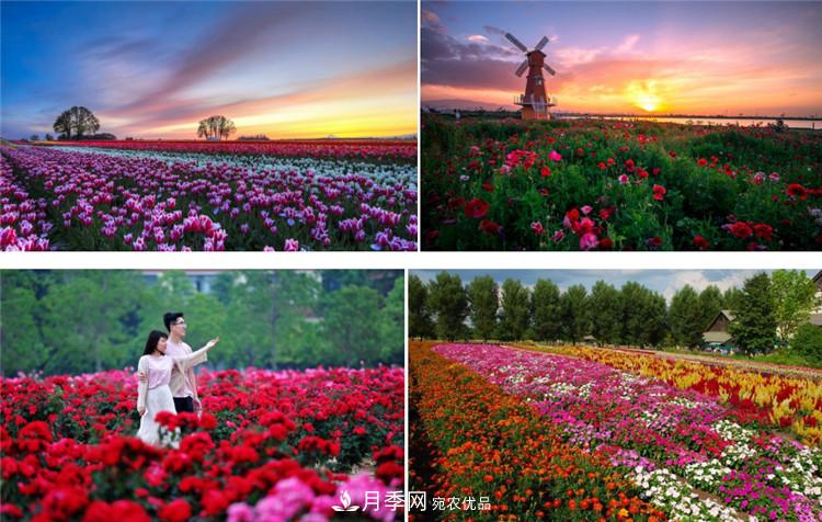 被称京南***美花园 河北沧州肃宁国际月季博览园大观(图1)