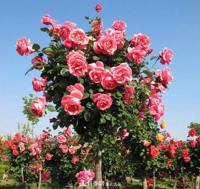 多种选择,树状月季用什么树做树桩比较好?(图3) 多种选择,树状月季用什么树做树桩比较好?(图3)