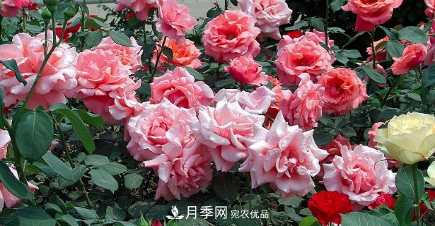 月季施肥时间和方法(图1)