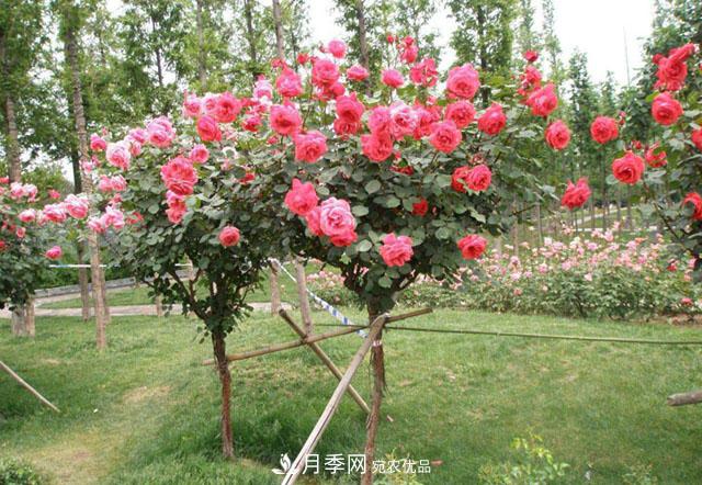 树状月季最新批发价格！风靡高端月季市场的月季树好在呢？(图1)