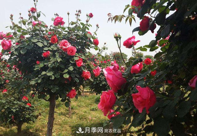 树状月季最新批发价格！风靡高端月季市场的月季树好在呢？(图2)