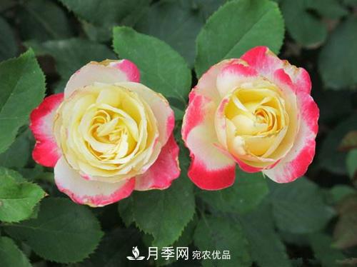 审美观不同，哪些月季花品种是花友公认必备的？(图1)