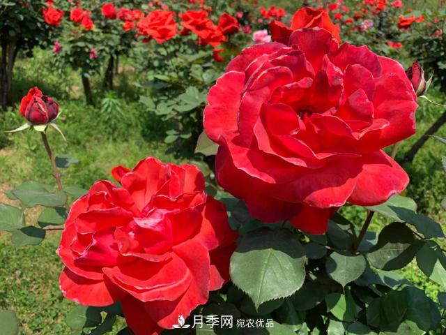 湖北黄石这个地方2000棵月季花怒放…(图2)