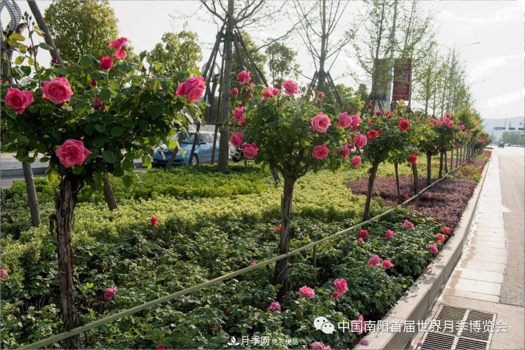 河南淅川：月季花开扮靓山城(图2)