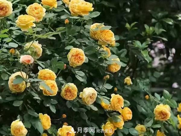 藤本月季怎么藤本月季，南阳藤本月季基地有几个建议送给你！(图1)