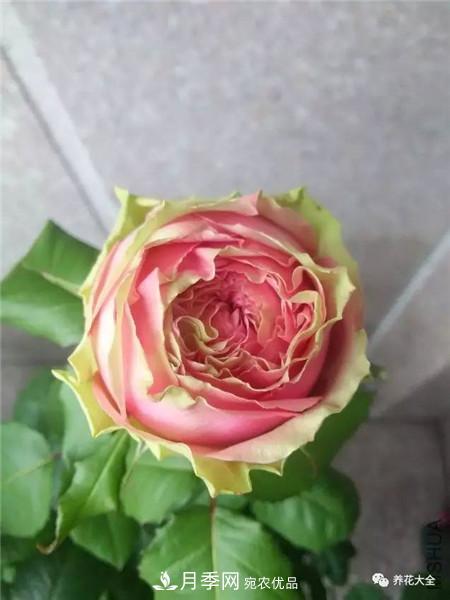 花期最长的10种月季，种一棵赏大半年(图7)