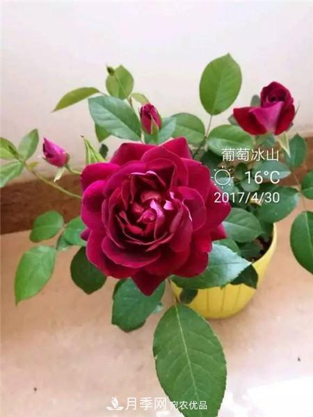 花期最长的10种月季，种一棵赏大半年(图10)