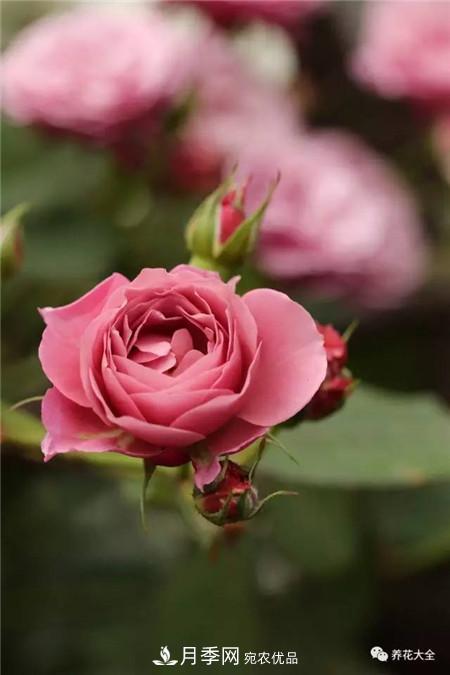 花期最长的10种月季，种一棵赏大半年(图5)