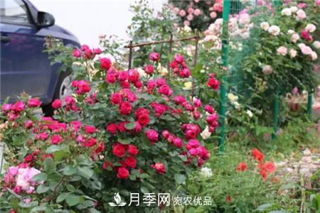 花期最长的10种月季，种一棵赏大半年(图12)