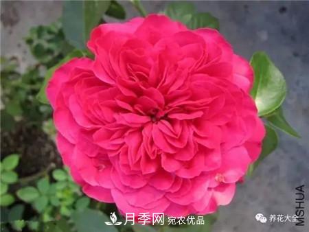 花期最长的10种月季，种一棵赏大半年(图11)
