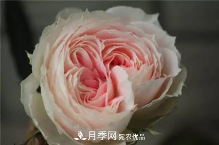 花期最长的10种月季，种一棵赏大半年(图15)