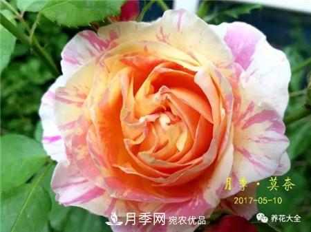 花期最长的10种月季，种一棵赏大半年(图13)