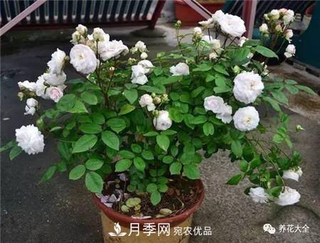 花期最长的10种月季，种一棵赏大半年(图20)