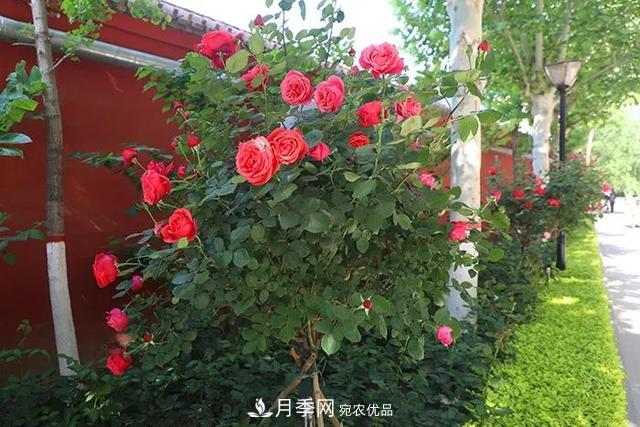 河北衡水二中月季花开，大美校园绿化(图6)