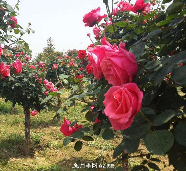 南阳月季嫁接树干上，花量暴增，长成&quot;月季树&quot;(图1)