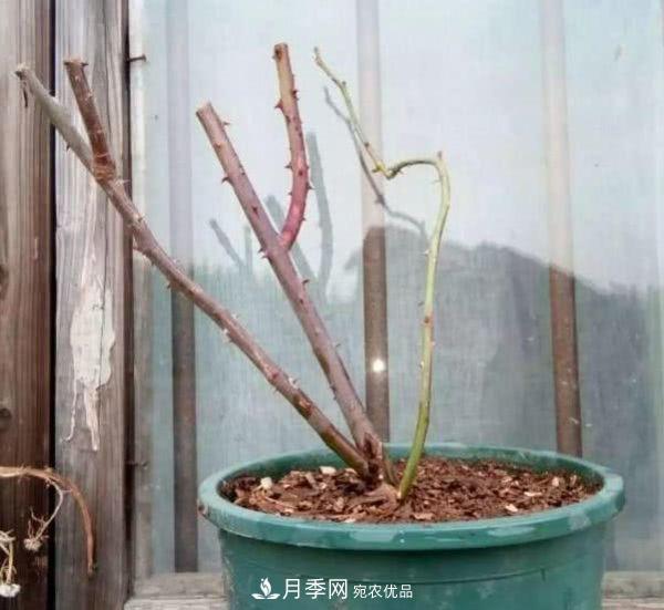 月季撑根杆秒变“月季树”，阳光晒一晒，开成棒棒球！(图1)