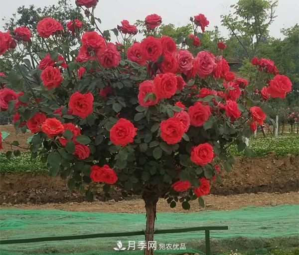 土质对于树状月季的生长到底有多大影响？(图1)