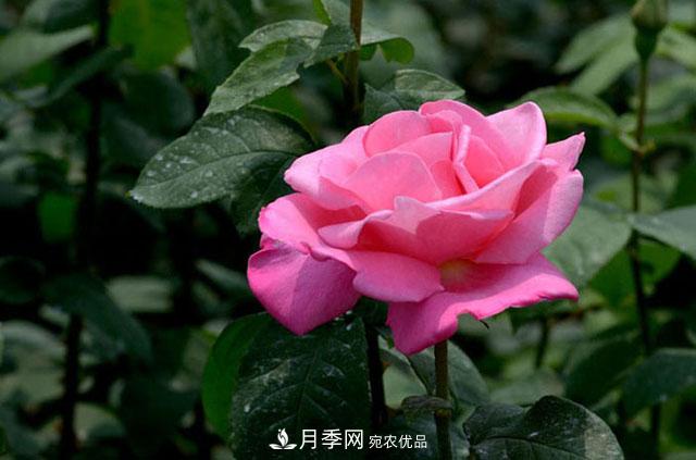 花中皇后月季花，这三大优点最受人欢迎(图2)