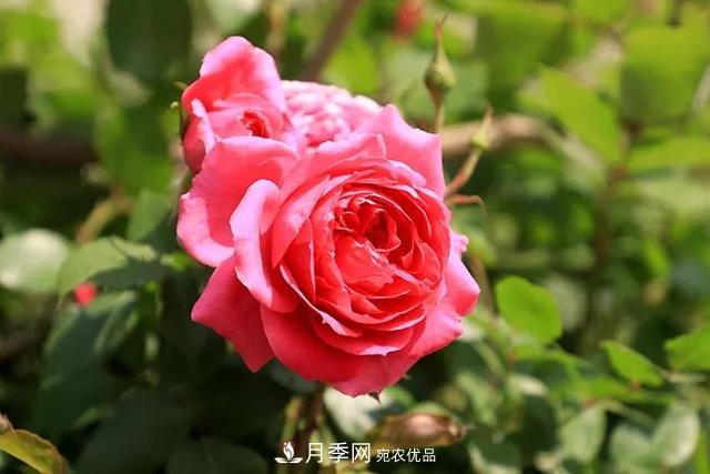 花中皇后月季花，这三大优点最受人欢迎(图3)