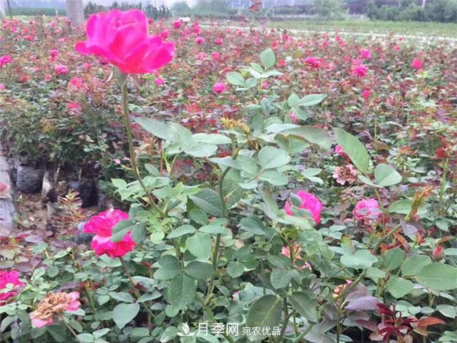 月季花也有寿命你知道吗？现在告诉你(图1)