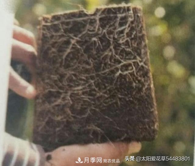 如何避免月季一换盆土就死呢?(图4) 如何避免月季一换盆土就死呢?(图4)