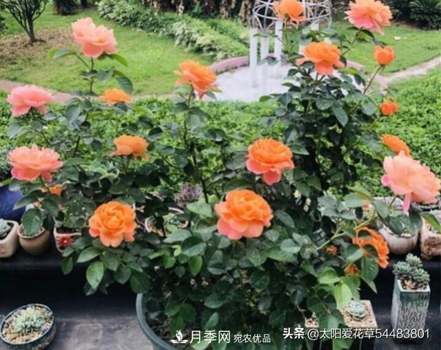 如何避免月季一换盆土就死呢?(图2) 如何避免月季一换盆土就死呢?(图2)