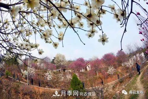 从卖药材--卖花木---卖盆景 南召玉兰花木成为现代农业一张绚丽“名片(图3)