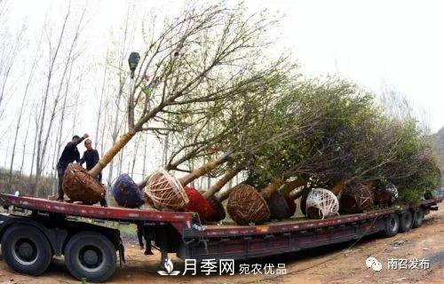从卖药材--卖花木---卖盆景 南召玉兰花木成为现代农业一张绚丽“名片(图2)