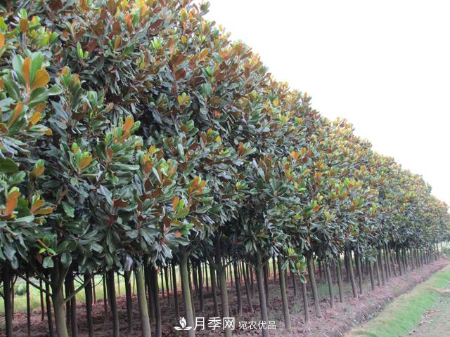 南阳玉兰树苗什么季节移栽好？详细讲解(图1)