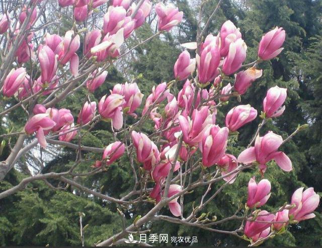 南阳玉兰树苗什么季节移栽好？详细讲解(图2)