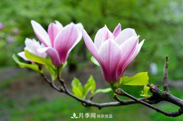 玉兰不好养？避免这4个问题，植株生长旺盛，枝繁叶茂开花多(图2)