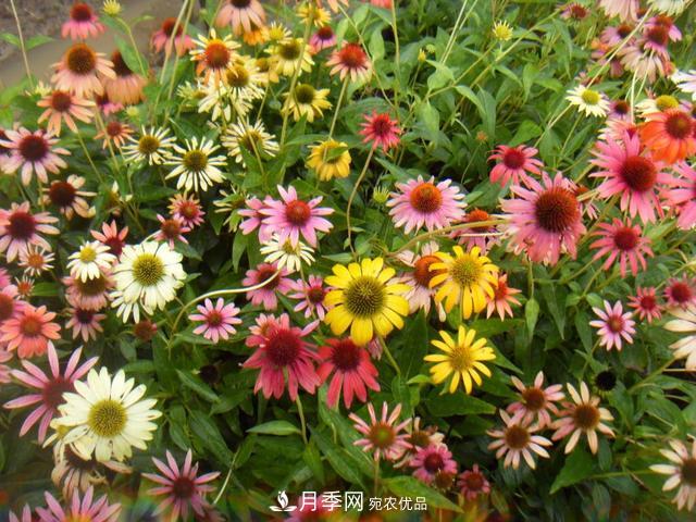 小花园攻略：小型乔木和月季花卉更配喔(图7)