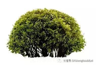 苗木必备基本常识手册(图5)