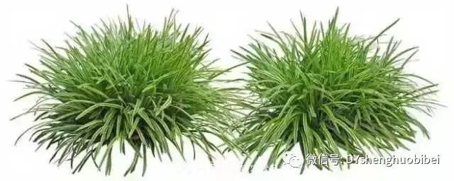 苗木必备基本常识手册(图9)