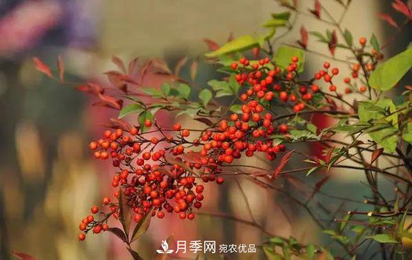 街头的4种绿化树,剪根枝条扦插,成漂亮盆景,不花钱(图2) 街头的4种绿化树,剪根枝条扦插,成漂亮盆景,不花钱(图2)