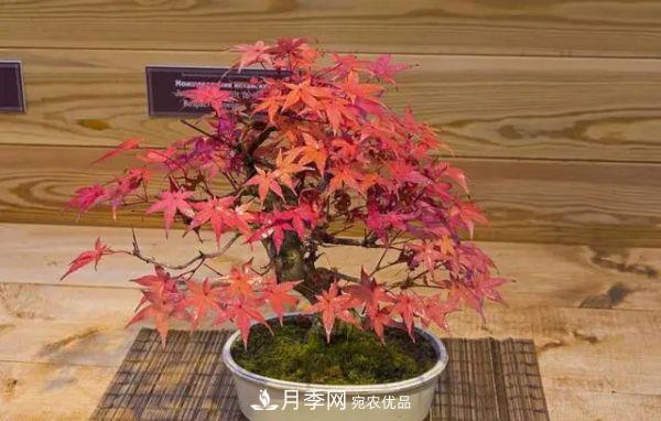 街头的4种绿化树,剪根枝条扦插,成漂亮盆景,不花钱(图5) 街头的4种绿化树,剪根枝条扦插,成漂亮盆景,不花钱(图5)