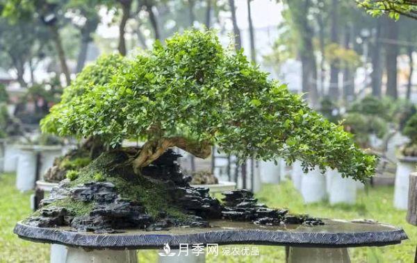 街头的4种绿化树,剪根枝条扦插,成漂亮盆景,不花钱(图1) 街头的4种绿化树,剪根枝条扦插,成漂亮盆景,不花钱(图1)