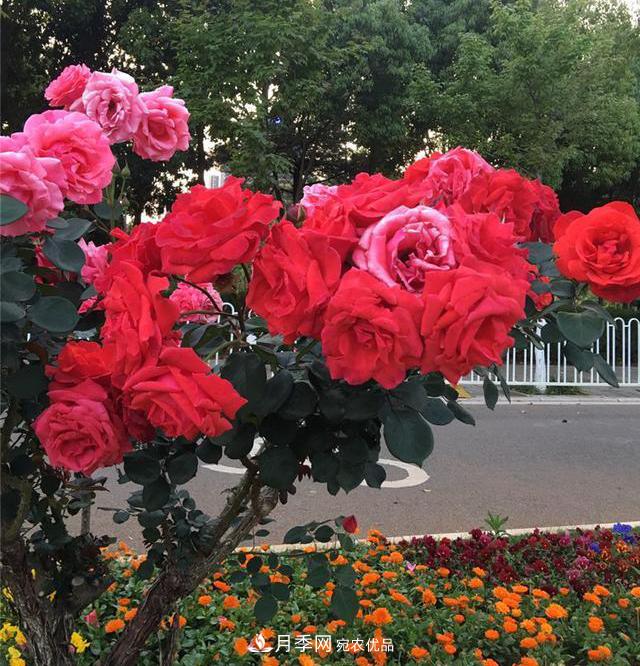 昆明呈贡街头1487株树状月季，月季花开扮靓春城(图2)
