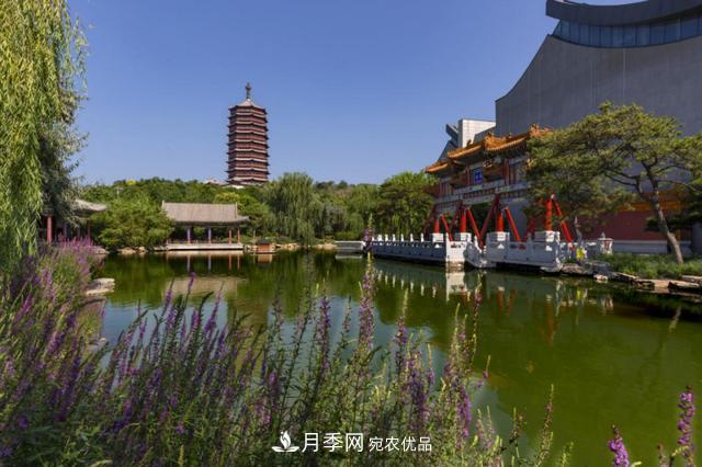 北京丰台看亭台楼阁赏各色月季(图3)