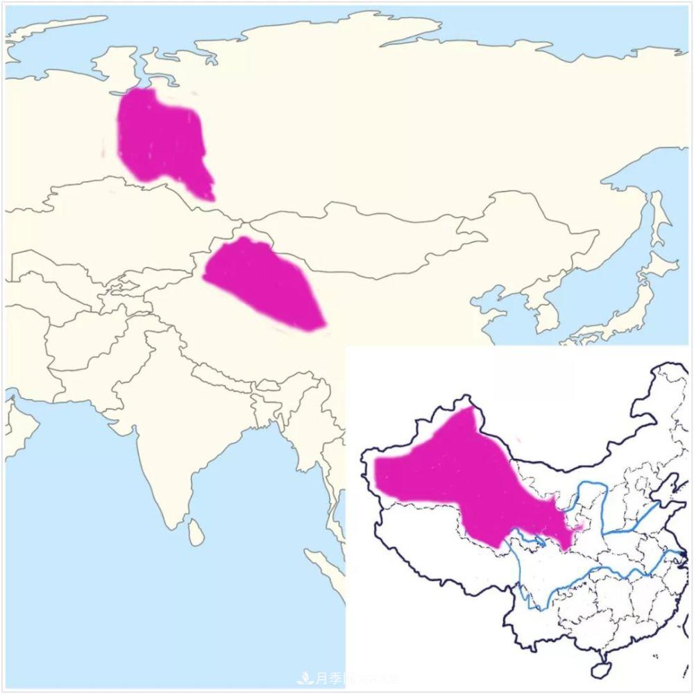 月季的前世今生：假如中国月季没有传入欧洲(图18)